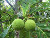 Breadfruit (Artocarpus Altilis)