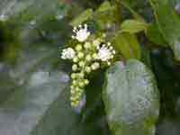 Cascarilla (Croton Eluteria)