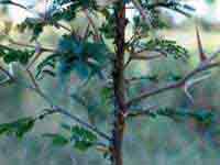 Cockspur (Acacia cornigera)