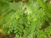 Hurricane Weed (phyllanthus amarus)