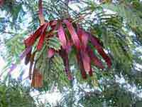Jumbie Plant (wild tamarind)
