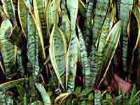 Snake Plant (Sansevieria trifasciata)