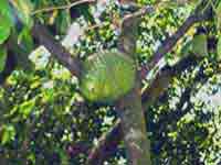 Soursop / Guyabano  (Annona muricata Linnaeus)