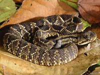 Neotropical rattlesnake - Crotalus durissus terrificus