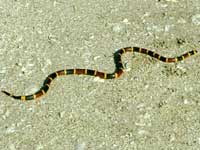 Maya Coral Snake - Micrurus hippocrepis